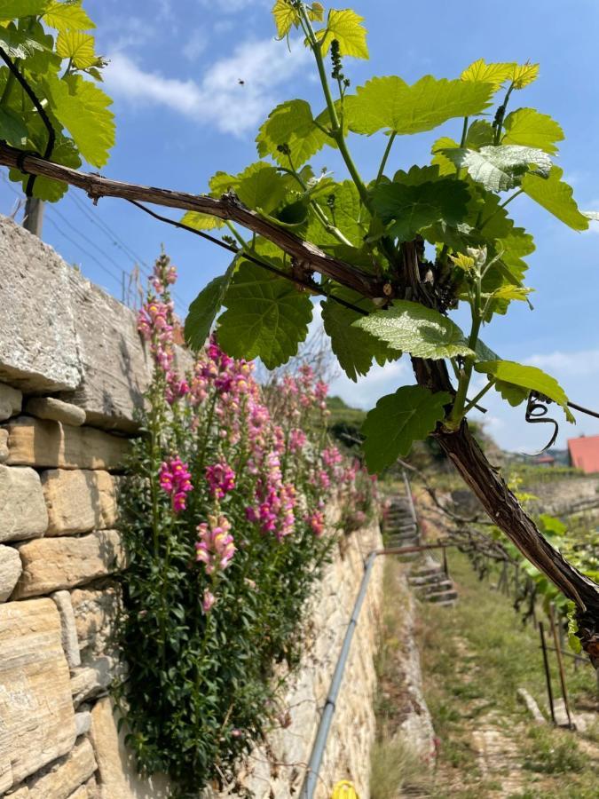 Ferienhaus Traminer Im Weinberg 伏里堡 外观 照片